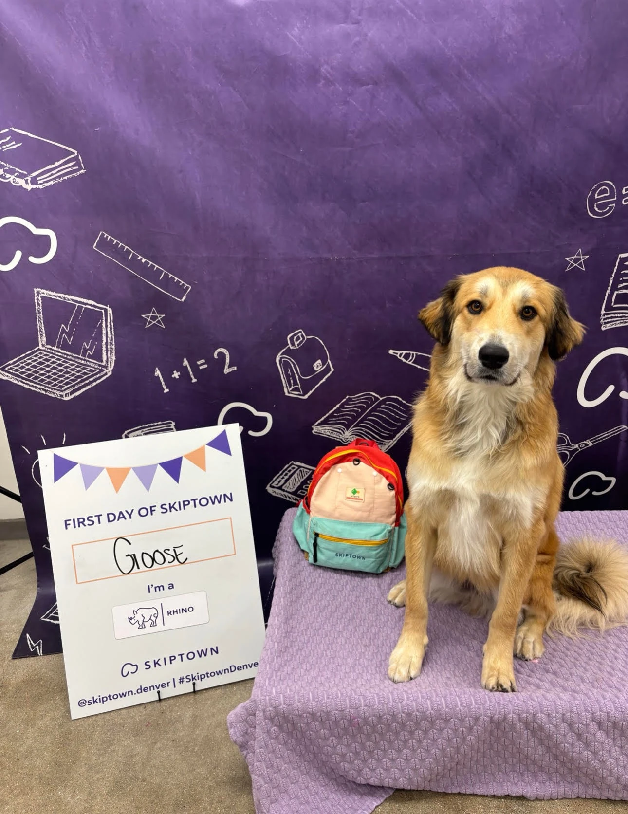 Goose, a fluffy Great Pyrenees mix, posing beside a “First day of Skiptown” sign.